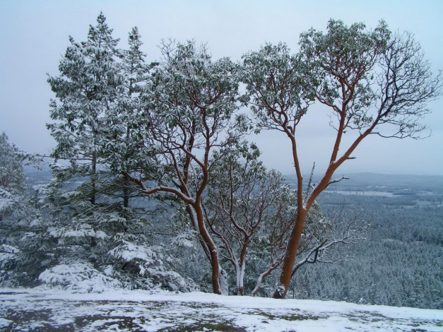 Обои картинки фото природа, деревья, снег, зима