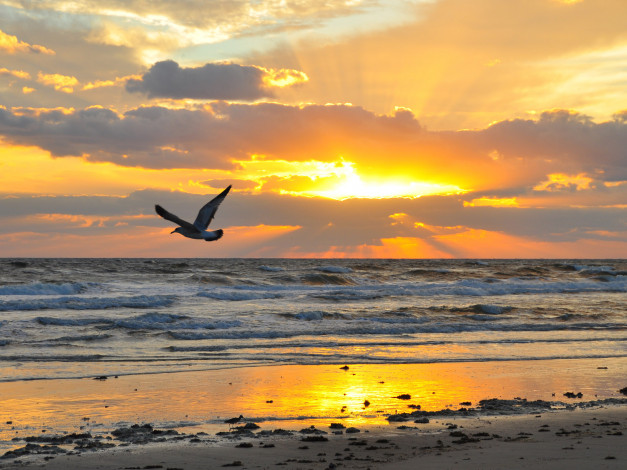 Обои картинки фото природа, восходы, закаты, море, чайка, побережье