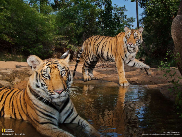 Обои картинки фото животные, тигры, природа