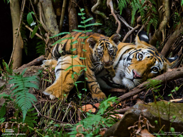 Обои картинки фото животные, тигры, тигрёнок