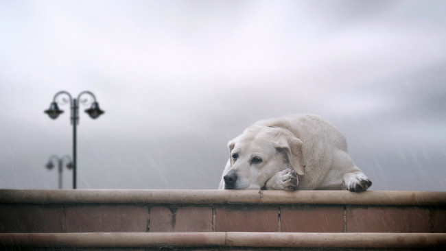 Обои картинки фото животные, собаки, дождь, грусть