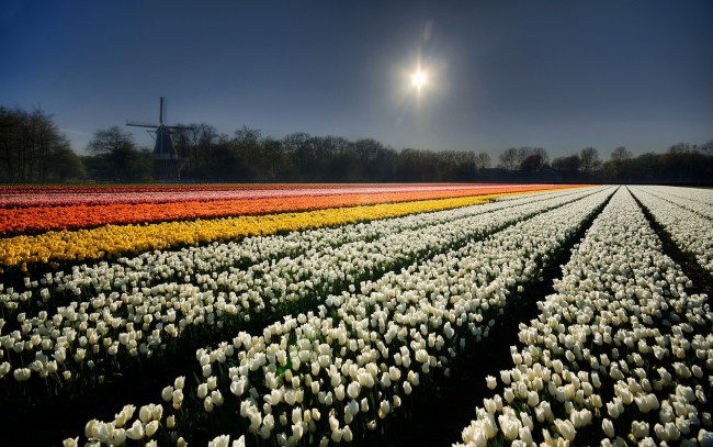 Обои картинки фото природа, поля, тюльпаны