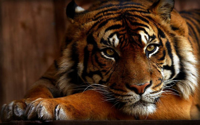 Обои картинки фото животные, тигры, взгляд, морда, кошка, красавец