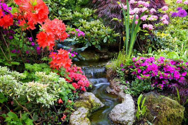 Обои картинки фото цветы, рододендроны, азалии, красный, лиловый, кусты, ручей