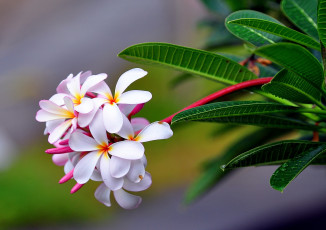 Картинка цветы плюмерия экзотика тропики соцветие ветка