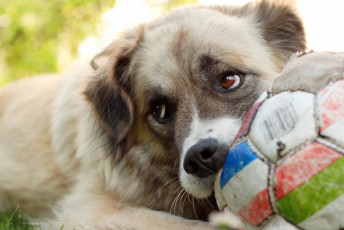 Картинка животные собаки собака мяч