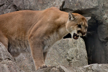 Картинка животные пумы рык агрессия камни горный лев