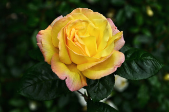 Картинка цветы розы желтый лепестки