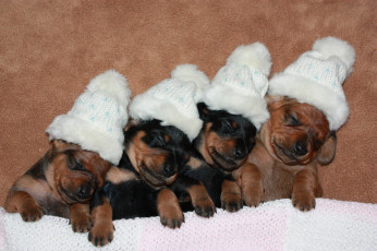 Картинка животные собаки шапочки сон щенки