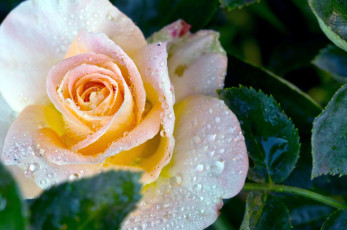 Картинка цветы розы макро капли лепестки