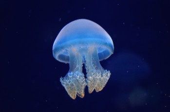 Картинка животные медузы желе щупальца прозрачный