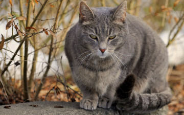 Картинка животные коты осень кот серый сидит