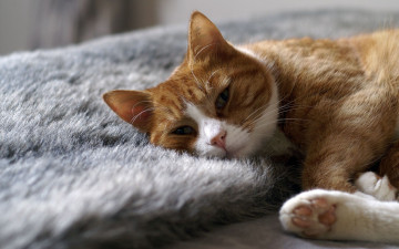 Картинка животные коты рыжий кот белый мягко лежит