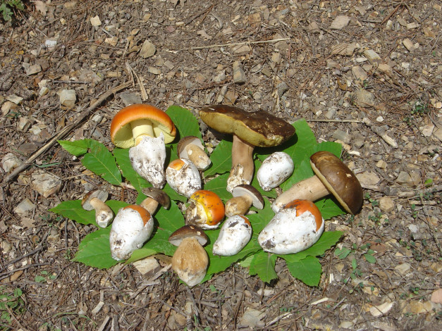 Обои картинки фото еда, грибы, грибные, блюда, листья
