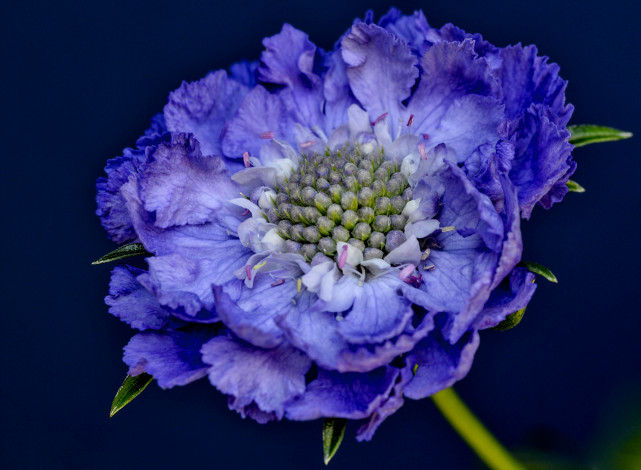 Обои картинки фото цветы, скабиоза, макро, синий