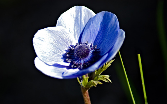 Обои картинки фото цветы, анемоны, адонисы, синий