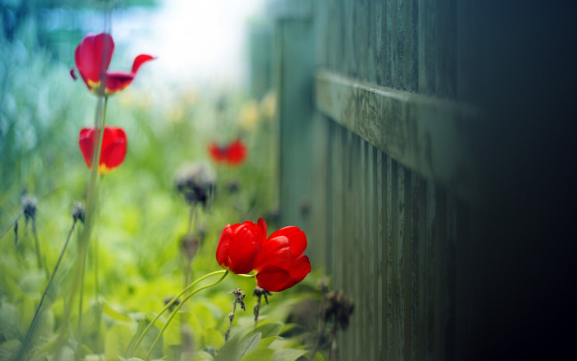 Обои картинки фото цветы, тюльпаны, маки, макро, забор