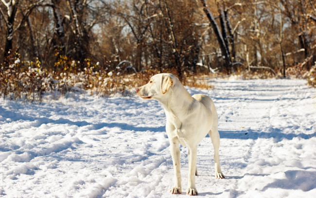 Обои картинки фото животные, собаки, друг, снег, собака