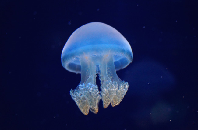 Обои картинки фото животные, медузы, желе, щупальца, прозрачный