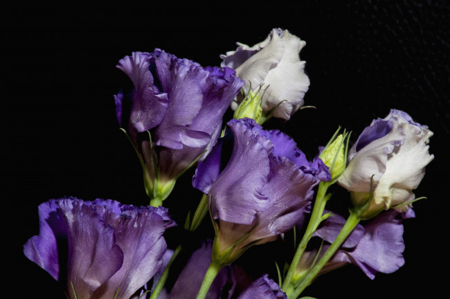 Обои картинки фото цветы, эустома, фиолетовый, макро