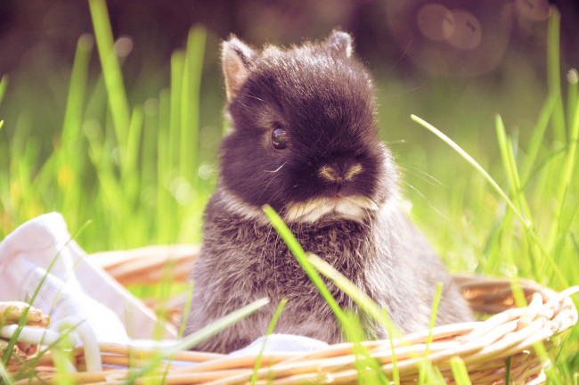 Обои картинки фото животные, кролики, зайцы, корзинка, малыш, кролик
