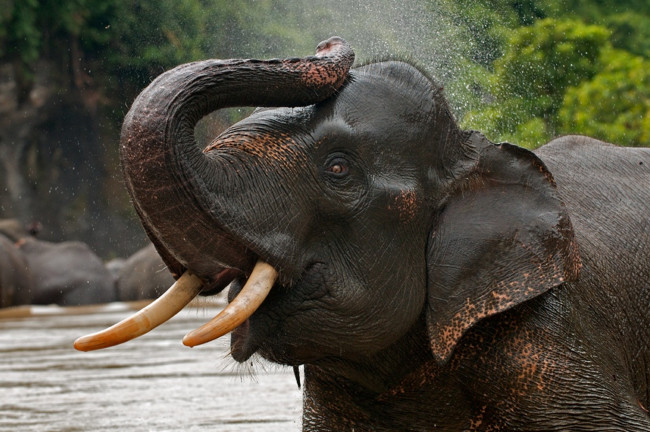 Обои картинки фото животные, слоны, купание, хобот, бивни, слон