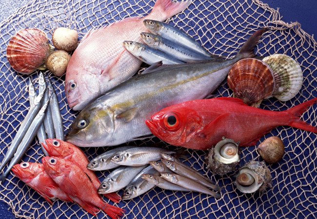 Обои картинки фото еда, рыба, морепродукты, суши, роллы, сеть, караси, ракушки