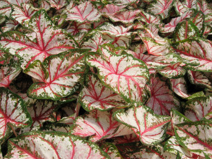 Картинка цветы колеусы каладиумы каладиум