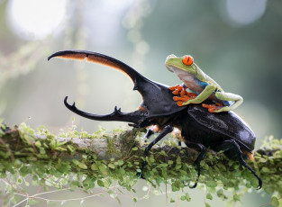 Картинка животные разные вместе лягушка ветка растение листья жук