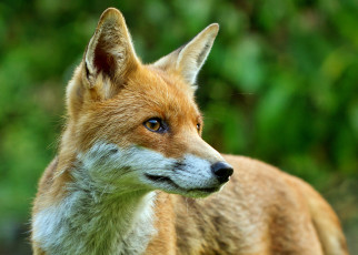 Картинка животные лисы внимание взгляд лиса