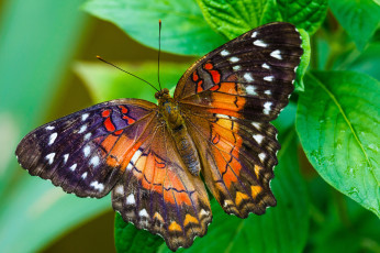 Картинка животные бабочки роса листья красота бабочка