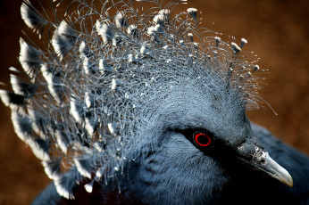 Картинка животные голуби голова хохолок клюв оперение голубь
