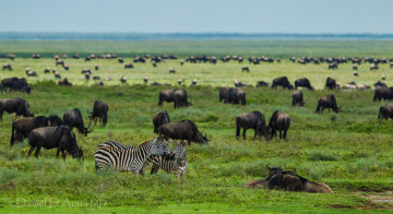 обоя животные, разные, вместе, антилопы, гну, зебры