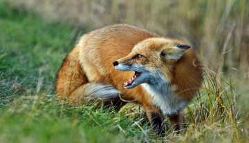 Картинка животные лисы лисичка луг трава