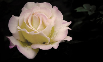 Картинка цветы розы капли бутон роза