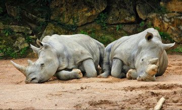 обоя животные, носороги, отдых, пара, белые