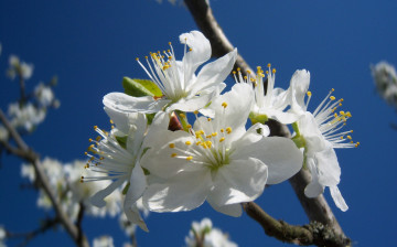 Картинка цветы цветущие деревья кустарники слива белые