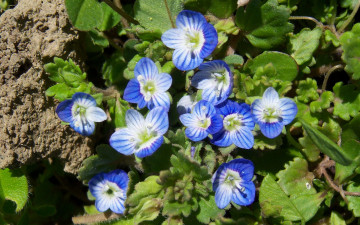 Картинка цветы немофилы вероники голубые