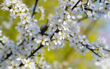 Картинка цветы цветущие деревья кустарники флора ветки