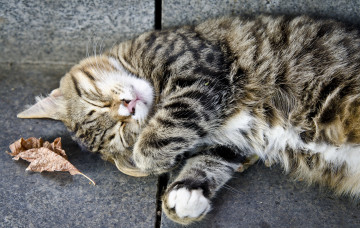 Картинка животные коты отдых спит полосатый серый