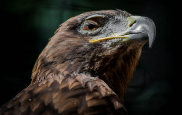 Картинка животные птицы хищники клюв голова орел взгляд