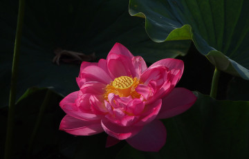Картинка lotus цветы лотосы цветок листья лотос