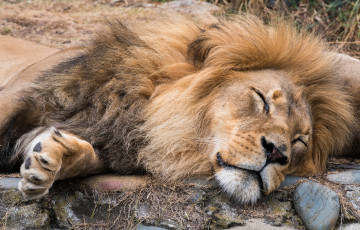 Картинка животные львы морда лев сон грива