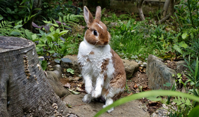 Обои картинки фото животные, кролики, зайцы, русак, заяц, поляна, пень, лес