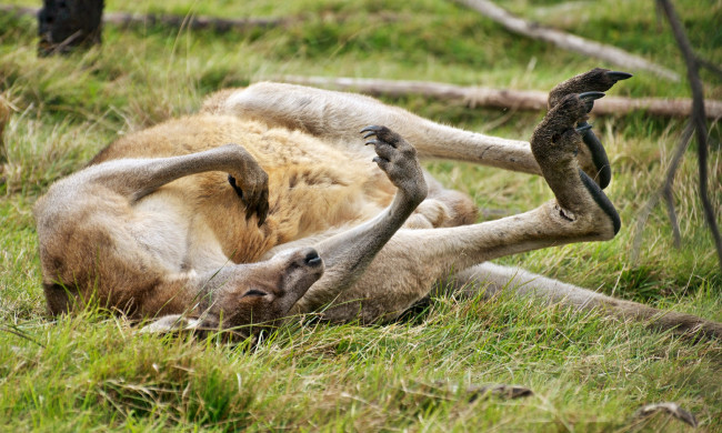 Обои картинки фото животные, кенгуру, луг, трава, отдых