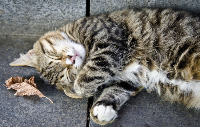 Обои картинки фото животные, коты, отдых, спит, полосатый, серый