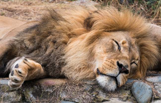 Обои картинки фото животные, львы, морда, лев, сон, грива