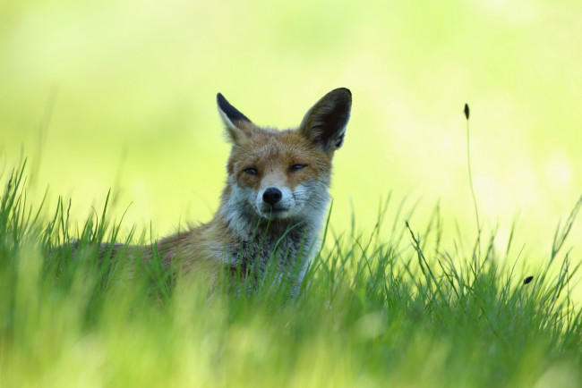 Обои картинки фото животные, лисы, трава, лежит, отдых, тень, рыжая