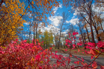 Картинка природа деревья краски багрянец дорога листья лес парк осень