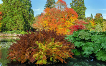 Картинка природа парк осень деревья sheffield park garden кусты пруд великобритания